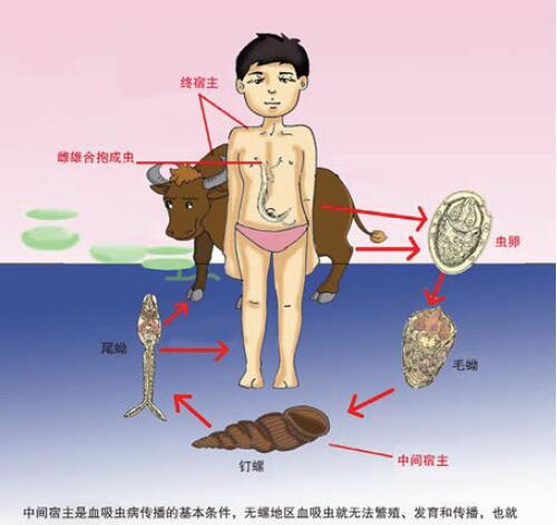 图2 血吸虫的生活史.jpg