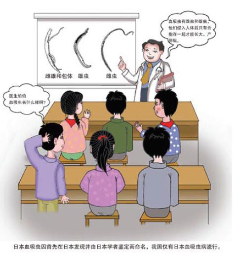 图1 血吸虫的形态.jpg